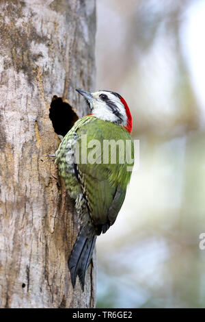 cuba green woodpecker (Xiphidiopicus percussus), female at the den, Cuba, Zapata  National Park Stock Photo