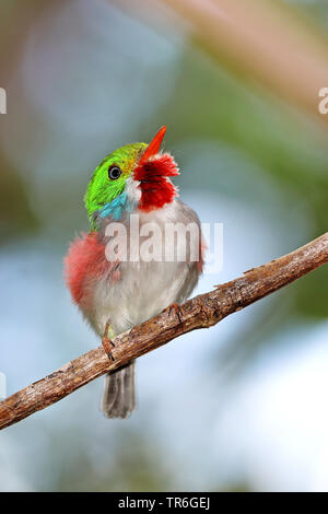 cuban tody (Todus multicolor), male on a branch, Cuba, Cayo Coco Stock Photo