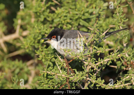 sardinian warbler (Sylvia melanocephala), feeding on a berry in a bush, Morocco, Tamri Stock Photo