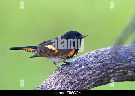 American redstart (Setophaga ruticilla), male on a branch, Cuba, Zapata  National Park Stock Photo