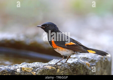 American redstart (Setophaga ruticilla), male at a drinking trough, Cuba, Cayo Coco Stock Photo