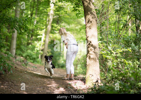 Australian Shepherd (Canis lupus f. familiaris), whelp romping with mistress on a forest path, Germany Stock Photo