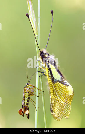 common scorpionfly (Panorpa communis), male scorpionfly sitting at a grass with an owlfly, Germany, Baden-Wuerttemberg, Kaiserstuhl Stock Photo