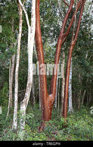 gumbo-limbo, copperwood, chaca, turpentine tree (Bursera simaruba