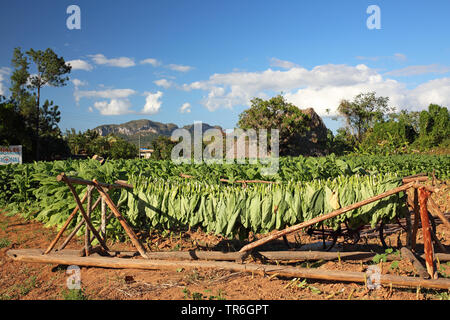 Cultivated Tobacco, Common Tobacco, Tobacco (Nicotiana tabacum), drying leaves at a tobacco field, Cuba, Vinales Stock Photo
