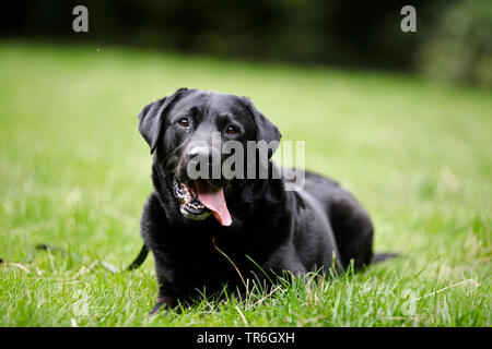 Labrador Retriever (Canis lupus f. familiaris), lying with tongue hanging out in a meadow, Germany Stock Photo