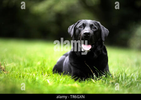 Labrador Retriever (Canis lupus f. familiaris), lying with tongue hanging out in a meadow, Germany Stock Photo