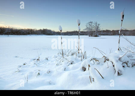 snow on frozen lake, Germany, North Rhine-Westphalia, Wahner Heide Stock Photo