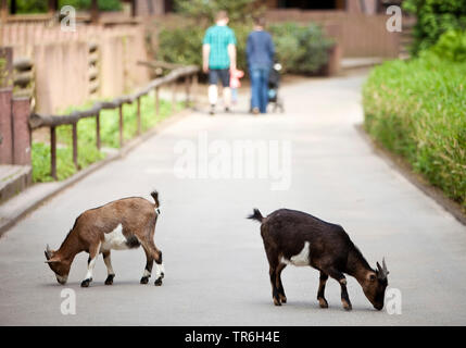 domestic goat (Capra hircus, Capra aegagrus f. hircus), goats in a zoo searching for food on a path, Germany, North Rhine-Westphalia, Ruhr Area, Dortmund Stock Photo