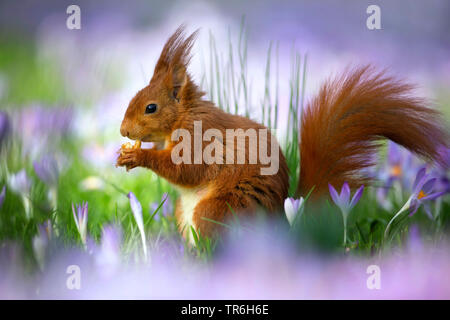 European red squirrel, Eurasian red squirrel (Sciurus vulgaris), eating a walnut in the middle of a sea of flowers, Germany, North Rhine-Westphalia, Bergisches Land Stock Photo