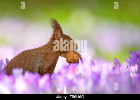 European red squirrel, Eurasian red squirrel (Sciurus vulgaris), eating a walnut in the middle of a sea of crocuses, Germany, North Rhine-Westphalia, Bergisches Land Stock Photo
