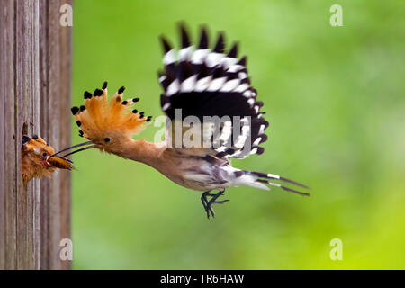 hoopoe (Upupa epops), handing out a caught mole cricket to juvenile in the nest, Germany, Baden-Wuerttemberg, Kaiserstuhl Stock Photo