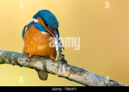 river kingfisher (Alcedo atthis), male sitting on branch with caught stickleback in his bill, Germany, North Rhine-Westphalia, Bergisches Land Stock Photo
