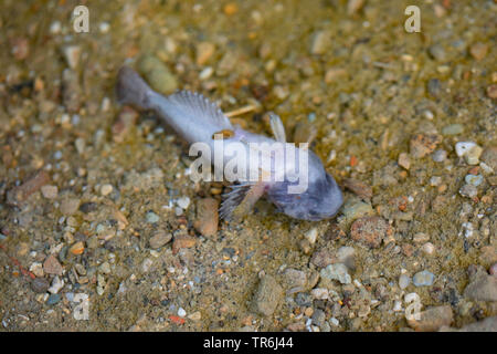 Miller's thumb, bullhead (Cottus gobio), mass death of fish on passing manure into a creek, Germany, Bavaria Stock Photo