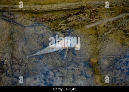 Miller's thumb, bullhead (Cottus gobio), mass death of fish on passing manure into a creek, Germany, Bavaria Stock Photo