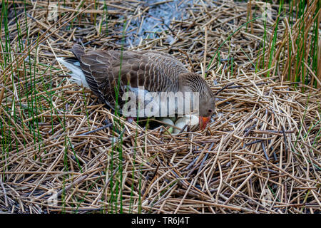 greylag goose (Anser anser), in the nest with eggs and just hatched gosling, Germany, Bavaria