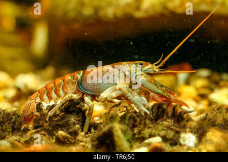 Stone crayfish, Torrent crayfish (Astacus torrentium, Austropotamobius torrentium, Potamobius torrentium, Astacus saxatilis), female, Germany Stock Photo