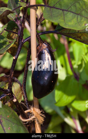 egg-plant, eggplant (Solanum melongena), fruit Stock Photo