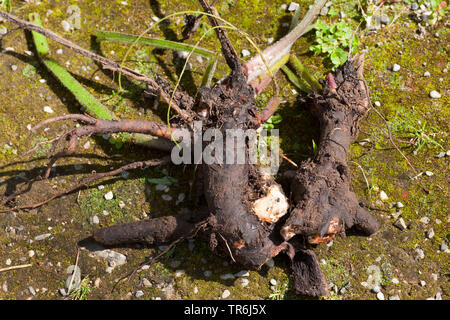 common comfrey (Symphytum officinale), roots, Germany, Bavaria Stock Photo