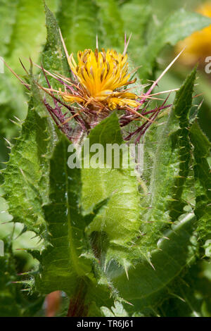 Holy thistle, Blessed thistle (Cnicus benedictus), blooming Stock Photo