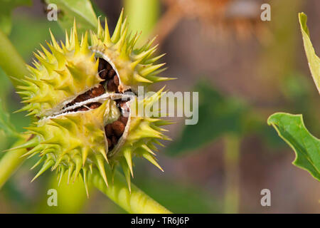 stramonium, jimsonweed, thornapple, jimson weed (Datura stramonium), open fruit, Germany Stock Photo