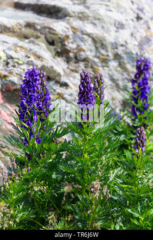 monk's-hood, true monkshood, garden monkshood (Aconitum napellus), blooming, Germany, Bavaria Stock Photo