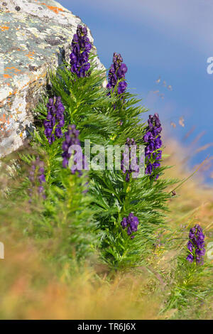 monk's-hood, true monkshood, garden monkshood (Aconitum napellus), blooming, Germany, Bavaria Stock Photo