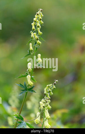 wolfsbane long barrel