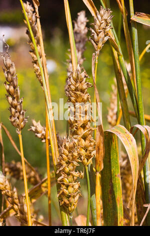 barley (Hordeum vulgare convar. vulgare var. trifurcarum), mature ear, Germany Stock Photo