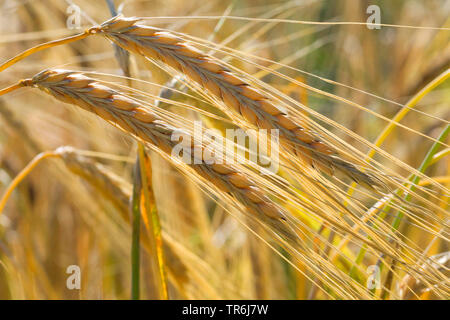 barley (Hordeum distichon, Hordeum vulgare ssp. distichon), ears, Germany Stock Photo