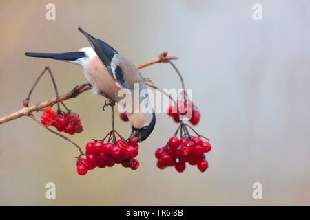 guelder-rose viburnum (Viburnum opulus), female feeding on berries of guelder-rose viburnum, Germany Stock Photo