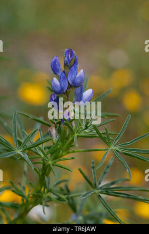 Narrow-leafed Lupin, Blue Lupin (Lupinus angustifolius), blooming, Italy Stock Photo