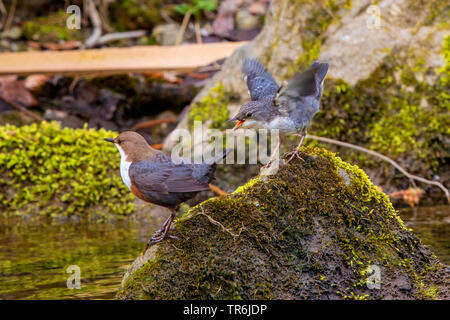 dipper (Cinclus cinclus), adult with begging chick on a moss-covered stone in a creek, Germany, Bavaria, Prien Stock Photo