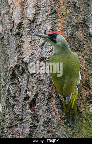 green woodpecker (Picus viridis), female at an alder trunk, Germany, Bavaria Stock Photo