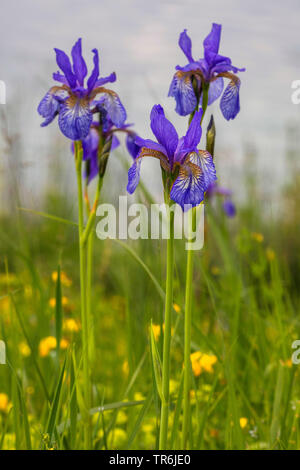 Siberian Iris, Siberian flag (Iris sibirica), blooming, Germany, Bavaria, Staffelseemoore Stock Photo