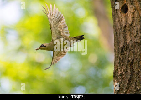 green woodpecker (Picus viridis), female starting from breeding cave, Germany, Bavaria Stock Photo