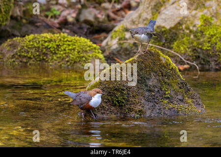 dipper (Cinclus cinclus), adult with begging chick on a moss-covered stone in a creek, Germany, Bavaria, Prien Stock Photo