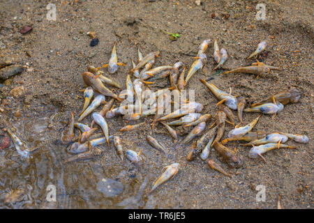 Miller's thumb, bullhead (Cottus gobio), mass death of fish on passing manure into a creek, Germany, Bavaria Stock Photo