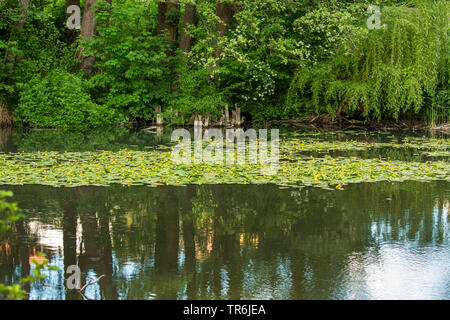 European yellow pond-lily, Yellow water-lily (Nuphar lutea), large blooming population on a fish pond, Germany, Bavaria, Isental Stock Photo