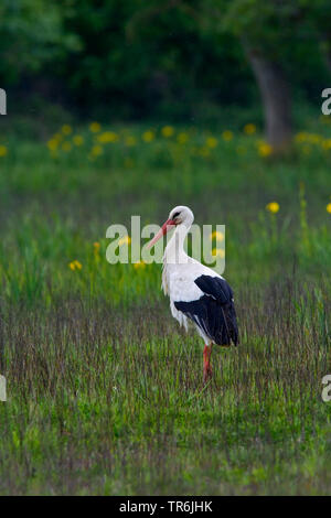 white stork (Ciconia ciconia), standing in a marsh meadow in the evening, Spain, Katalonia Stock Photo