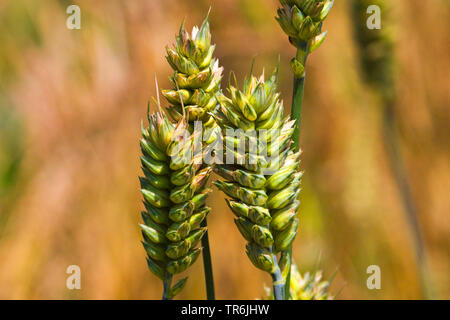 club wheat, wheat (Triticum aestivum ssp. compactum, Triticum compactum (unbegrannt)), ears, Germany Stock Photo