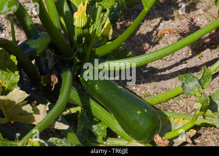 courgette, zucchini (Cucurbita pepo var. giromontiia, Cucurbita pepo subsp. pepo convar. giromontiina), plant with fruit, Germany Stock Photo