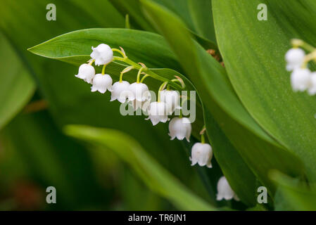 European lily-of-the-valley (Convallaria majalis), blooming, Germany, Bavaria Stock Photo