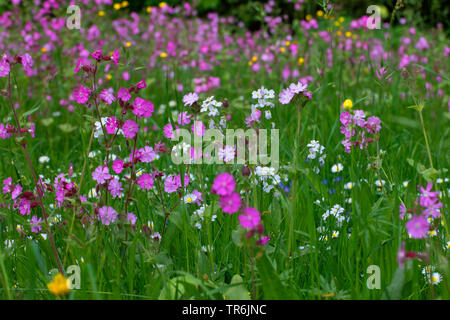 Red campion (Silene dioica), flower meadow with many flowers and Cuckoo Flowers, Germany, Bavaria, Isental Stock Photo