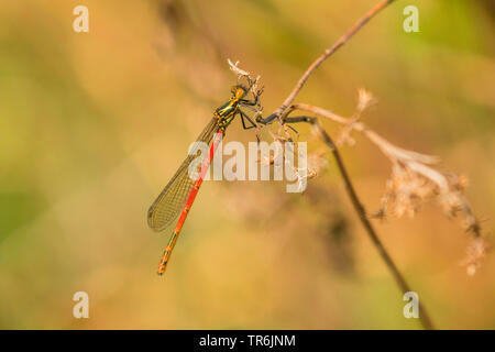 large red damselfly (Pyrrhosoma nymphula), sitting on a plant, Germany, Bavaria, Erdinger Moos Stock Photo