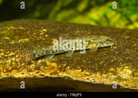 stone loach (Noemacheilus barbulatus, Barbatula barbatula, Nemacheilus barbatulus), lying ion a stone, Germany Stock Photo