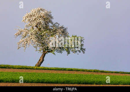 apple tree (Malus domestica), single blooming apple tree on a hill, Germany, Bavaria, Isental Stock Photo