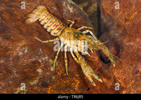 Spinycheek crayfish, American crayfish, American river crayfish, Striped crayfish (Orconectes limosus, Cambarus affinis), in water, Germany Stock Photo