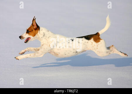 Jack Russell Terrier (Canis lupus f. familiaris), running in snow, Germany Stock Photo