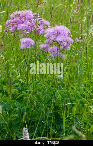 Greater meadow-rue, Columbine meadow-rue, French meadow-rue (Thalictrum aquilegiifolium), blooming, Germany, Bavaria, Riemer See Stock Photo